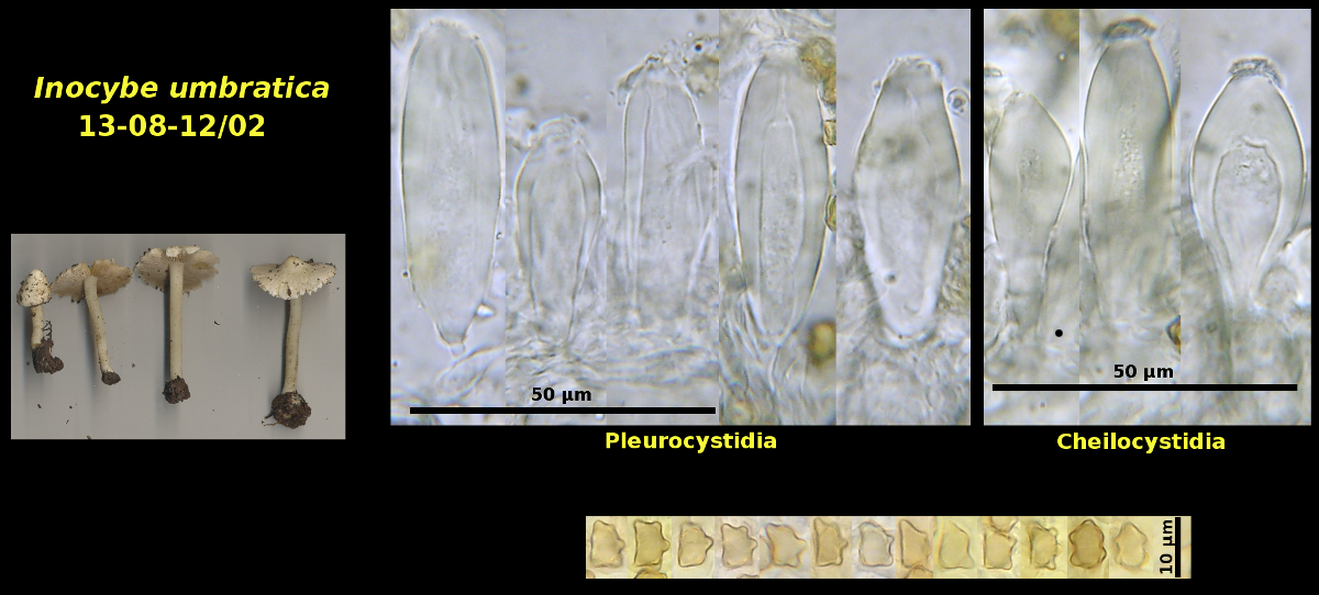 Picture of Inocybe umbratica